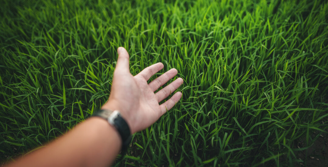Environment concept, hands touching natural green grass