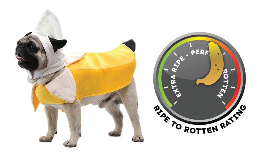 A pug wears a banana costume.